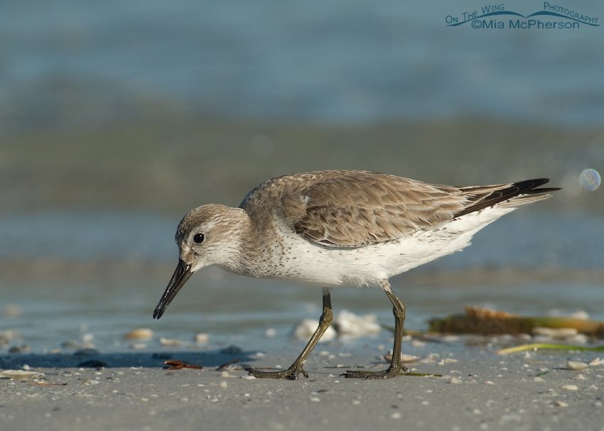 Red Knot Images