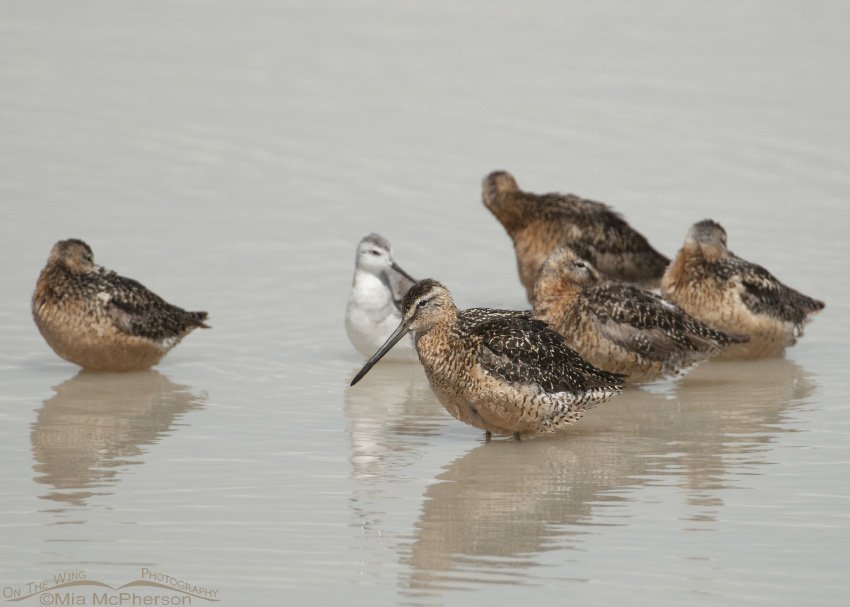 Long-billed Dowitcher Images
