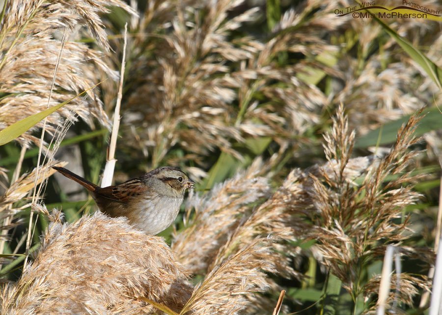 Swamp Sparrow Images
