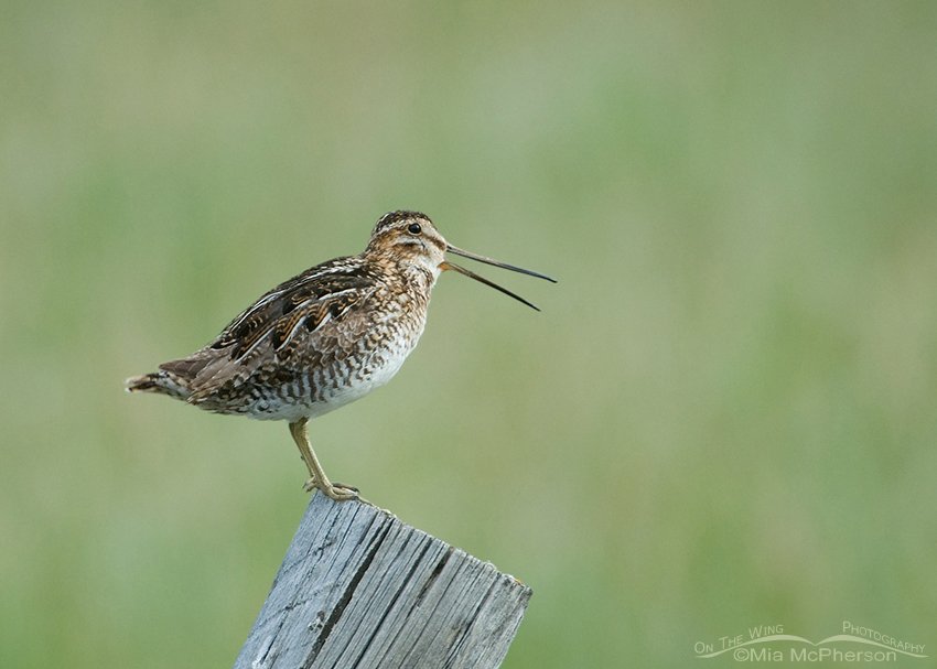 Wilson's Snipe Images