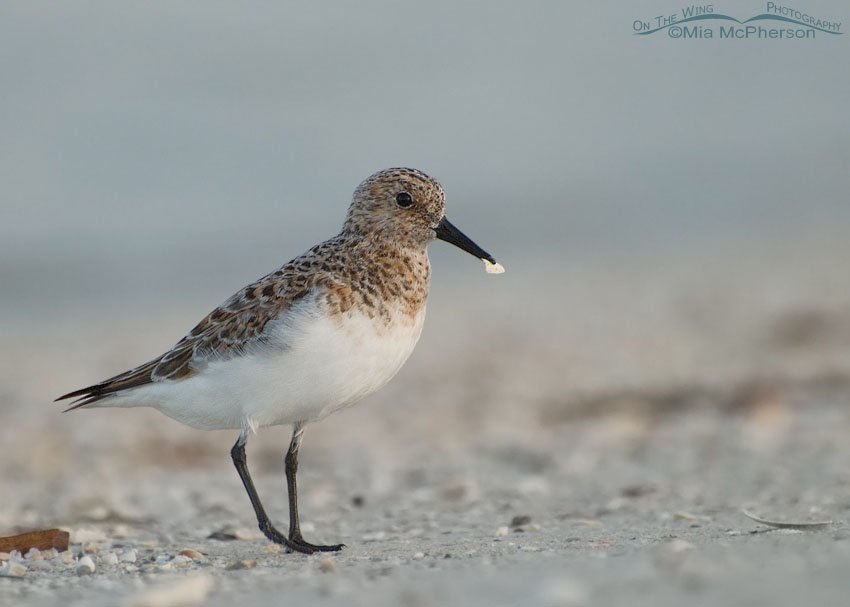 Sanderling in sea fog at the north beach of Fort De Soto County Park, Pinellas County, Florida