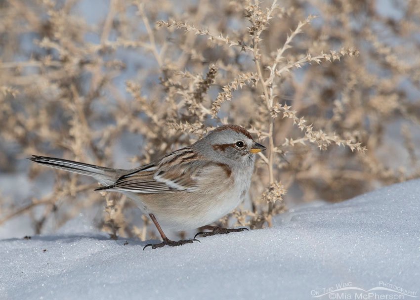 American Tree Sparrow Images