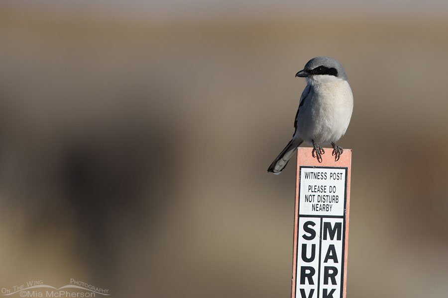 Adult Loggerhead Shrike on a Witness Post, Bear River Migratory Bird Refuge, Box Elder County, Utah