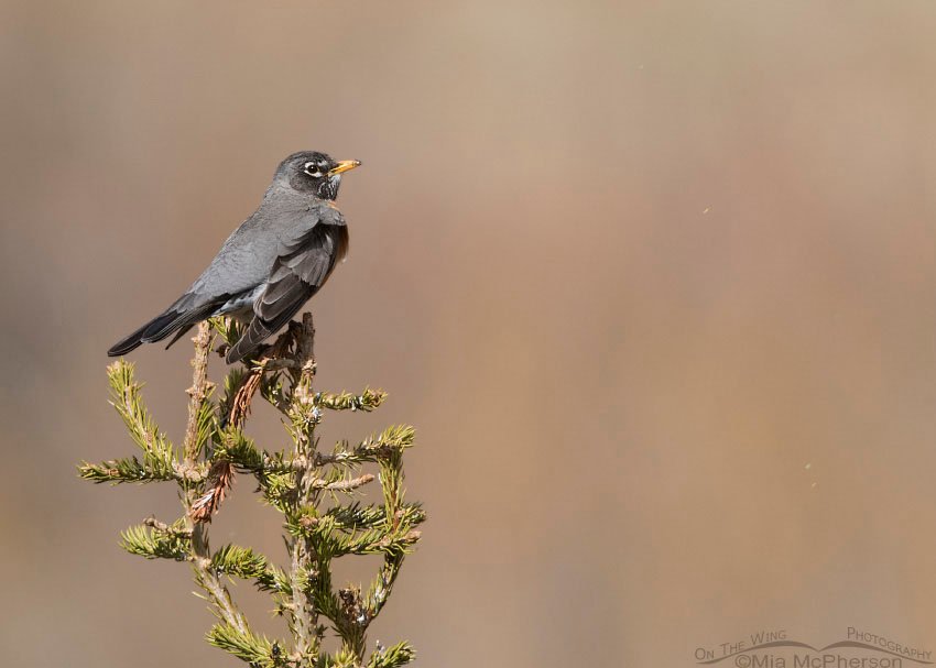 An American Robin near Modoc Creek, Idaho