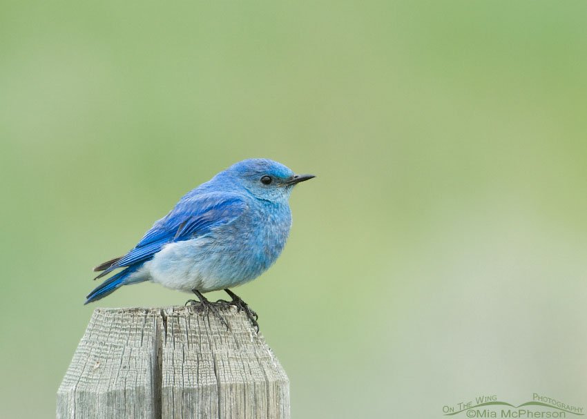 Mountain Bluebird male in low light, Red Rock Lakes National Wildlife Refuge, Centennial Valley, Beaverhead County, Montana