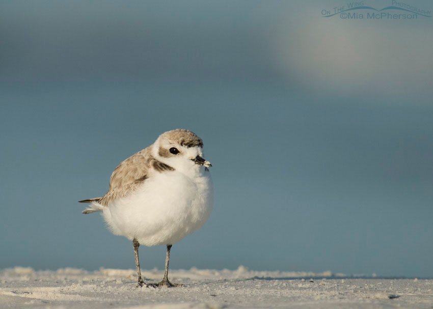 Snowy Plover Images
